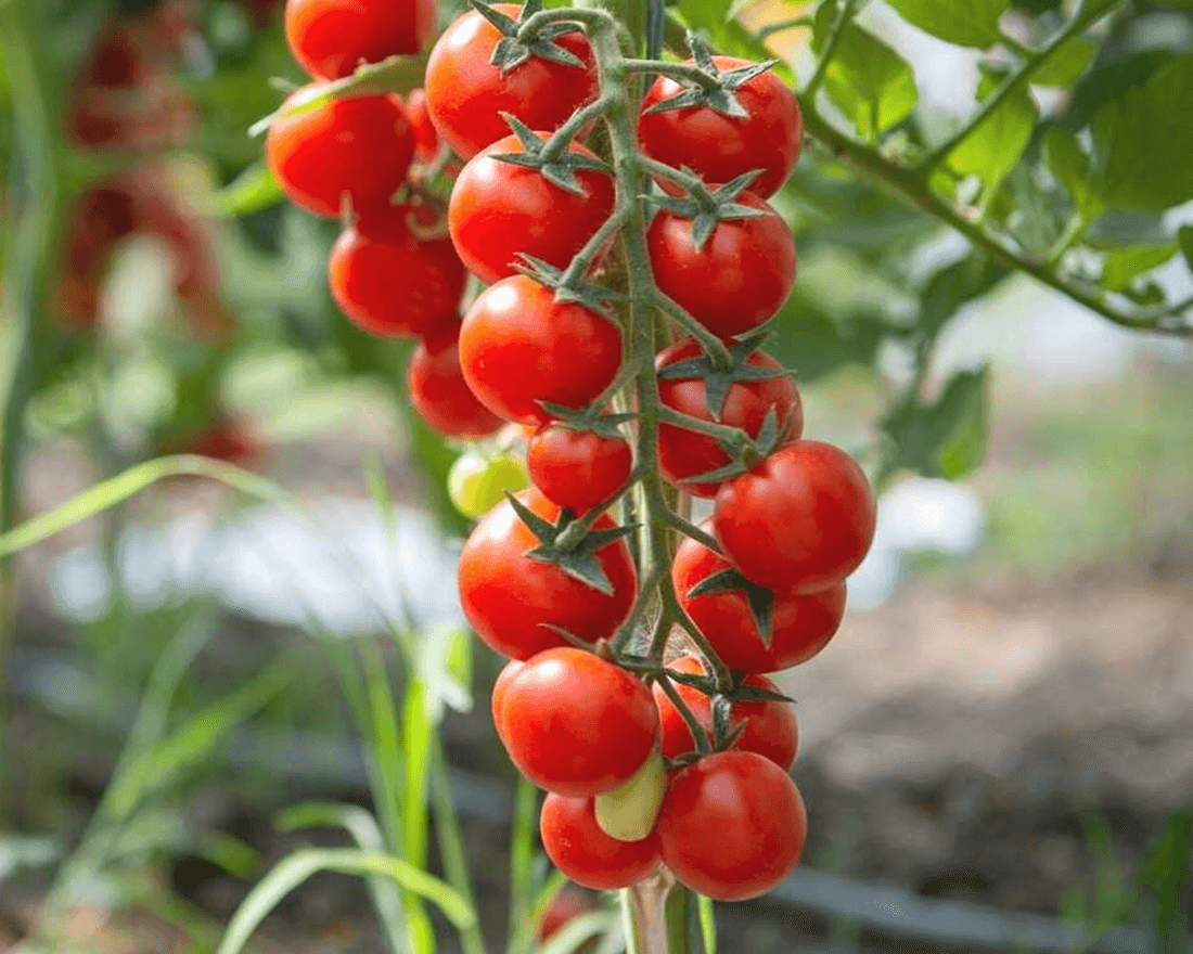 cherry tomatoes