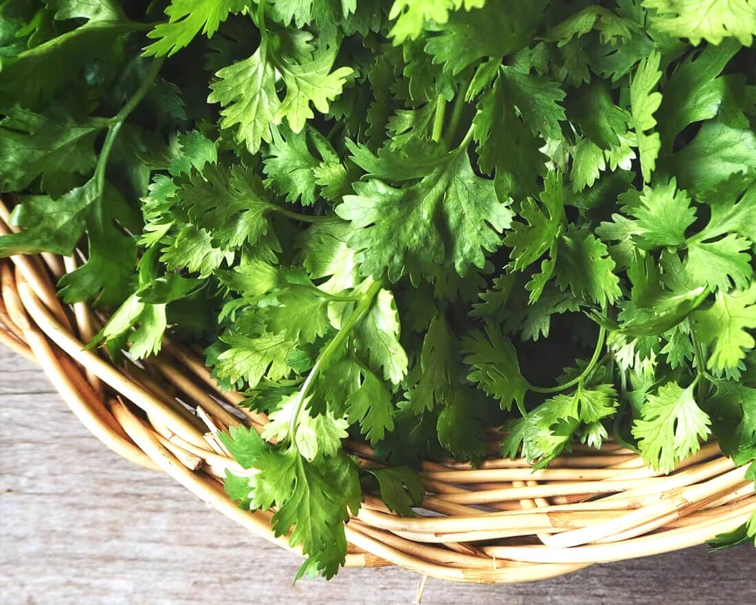 coriander leaves