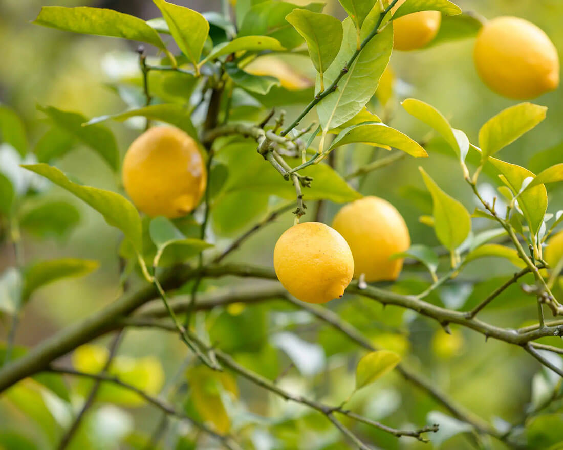 lemon