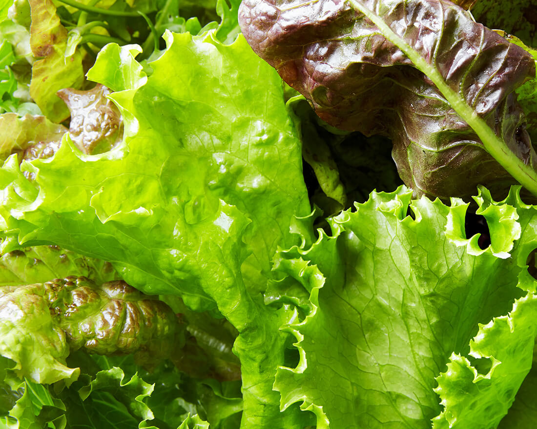 lettuce