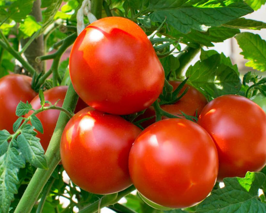 tomatoes